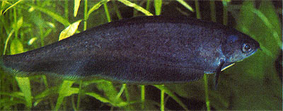 XENOMYSTUS NIGRI